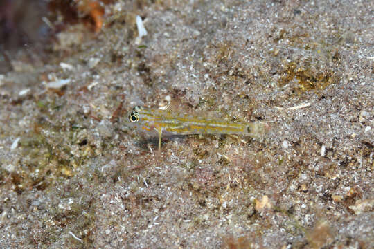 Image of Pallid Goby