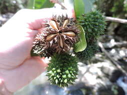 Image of Esenbeckia grandiflora Mart.