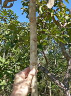 Image of Schefflera macrocarpa (Cham. & Schltdl.) Frodin