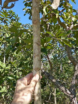 Imagem de Schefflera macrocarpa (Cham. & Schltdl.) Frodin