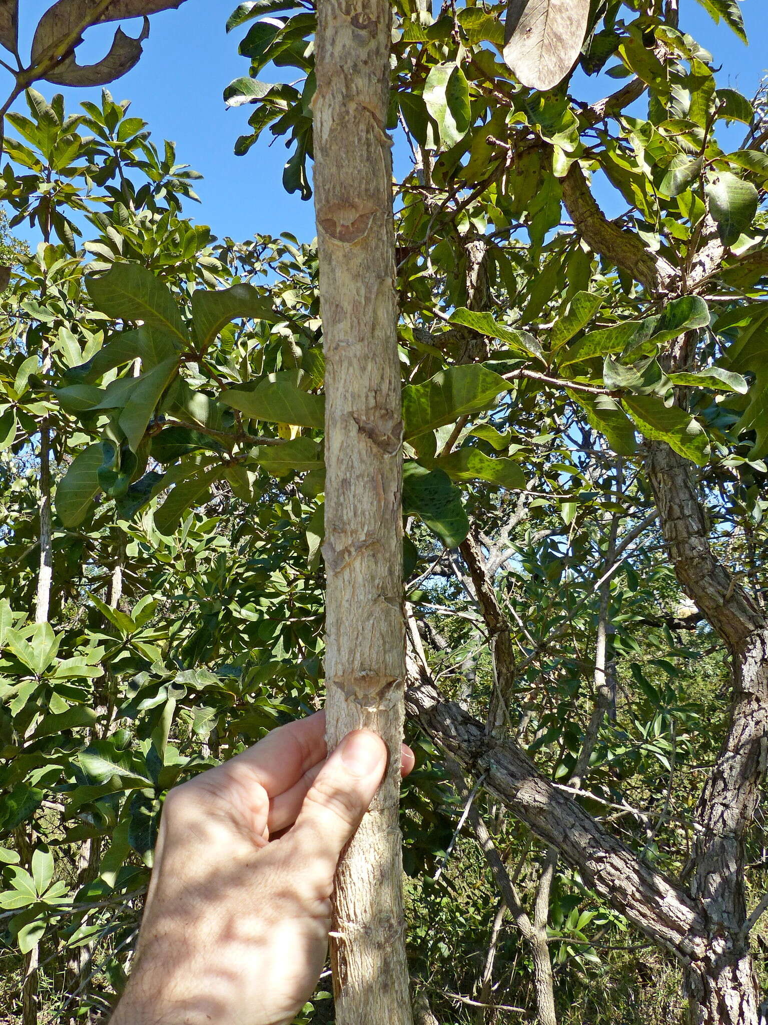 Image of Schefflera macrocarpa (Cham. & Schltdl.) Frodin