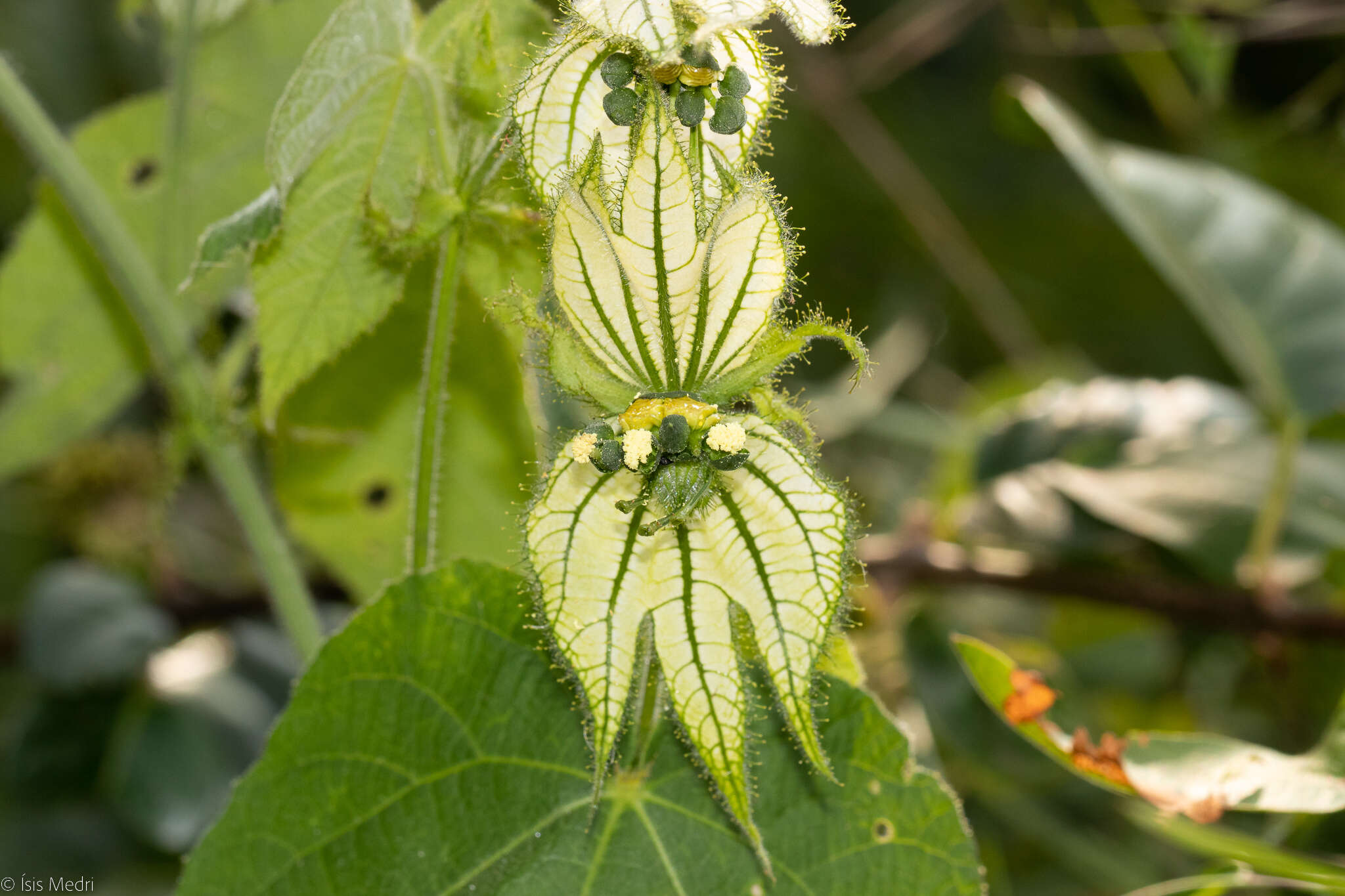 Dalechampia stipulacea Müll. Arg.的圖片