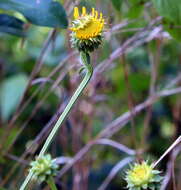 Plancia ëd Balduina uniflora Nutt.