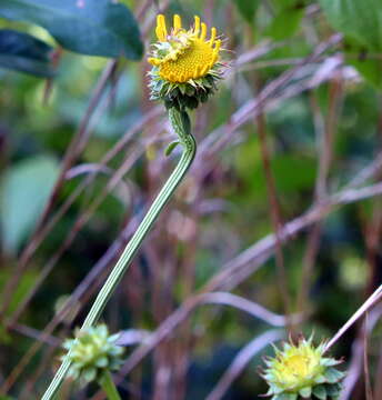 Image of oneflower honeycombhead