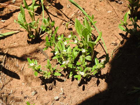 Image of Limeum viscosum subsp. transvaalense Friedr.