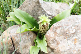 Imagem de Eucomis montana Compton