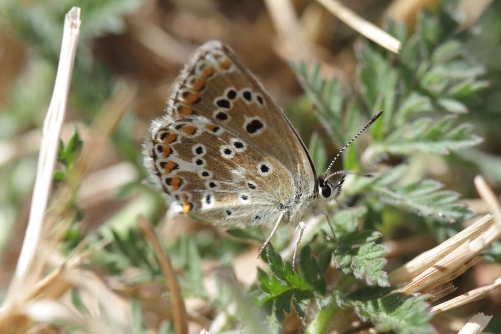 Image of Spanish Argus