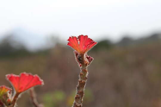 Слика од Pelargonium cucullatum subsp. tabulare B. Volschenk