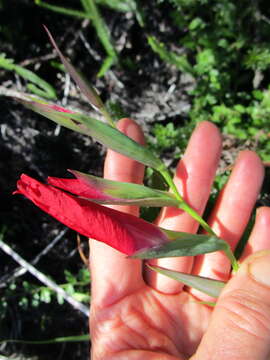 Imagem de Gladiolus sempervirens G. J. Lewis