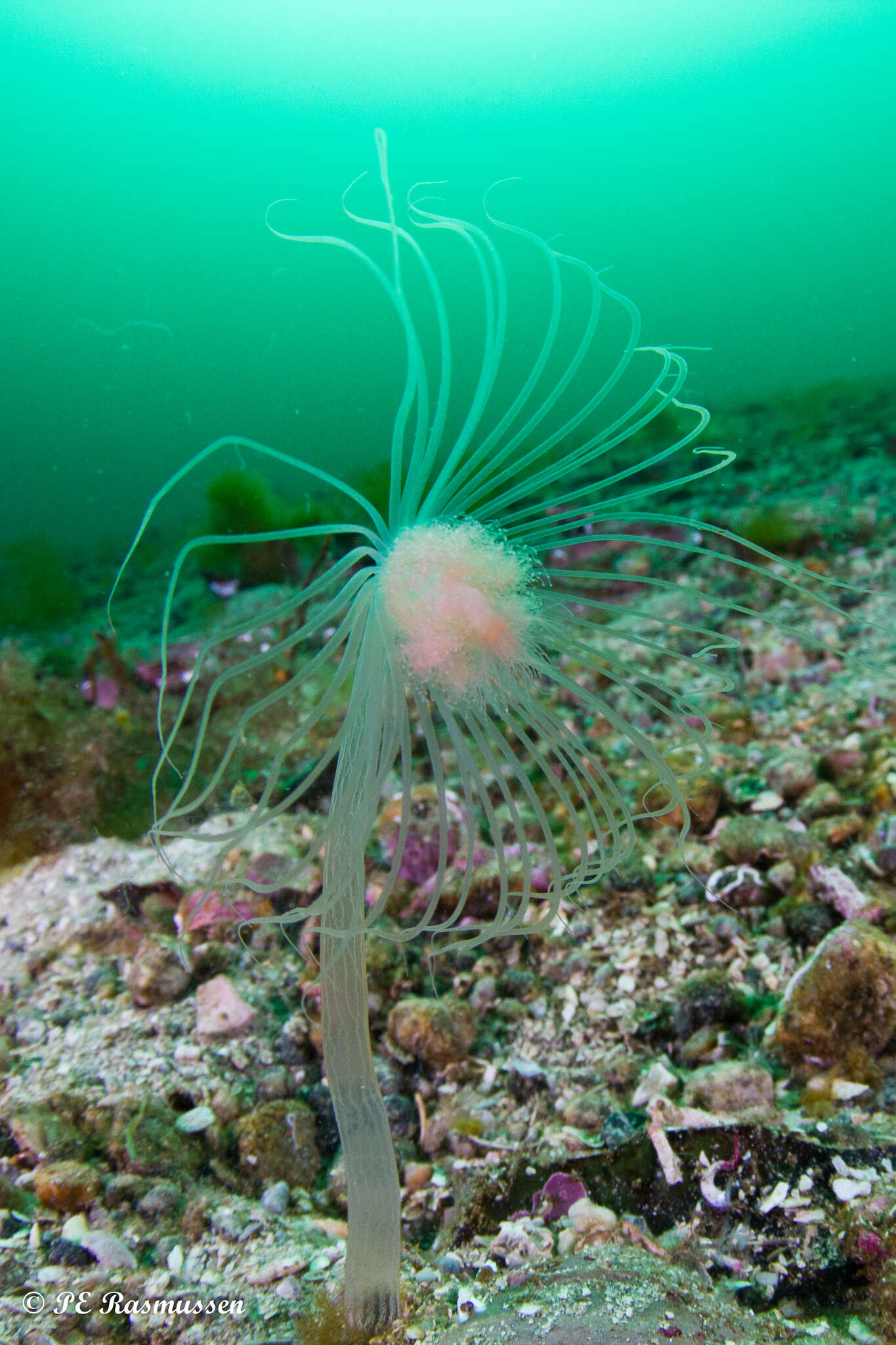 Image of nodding hydroid