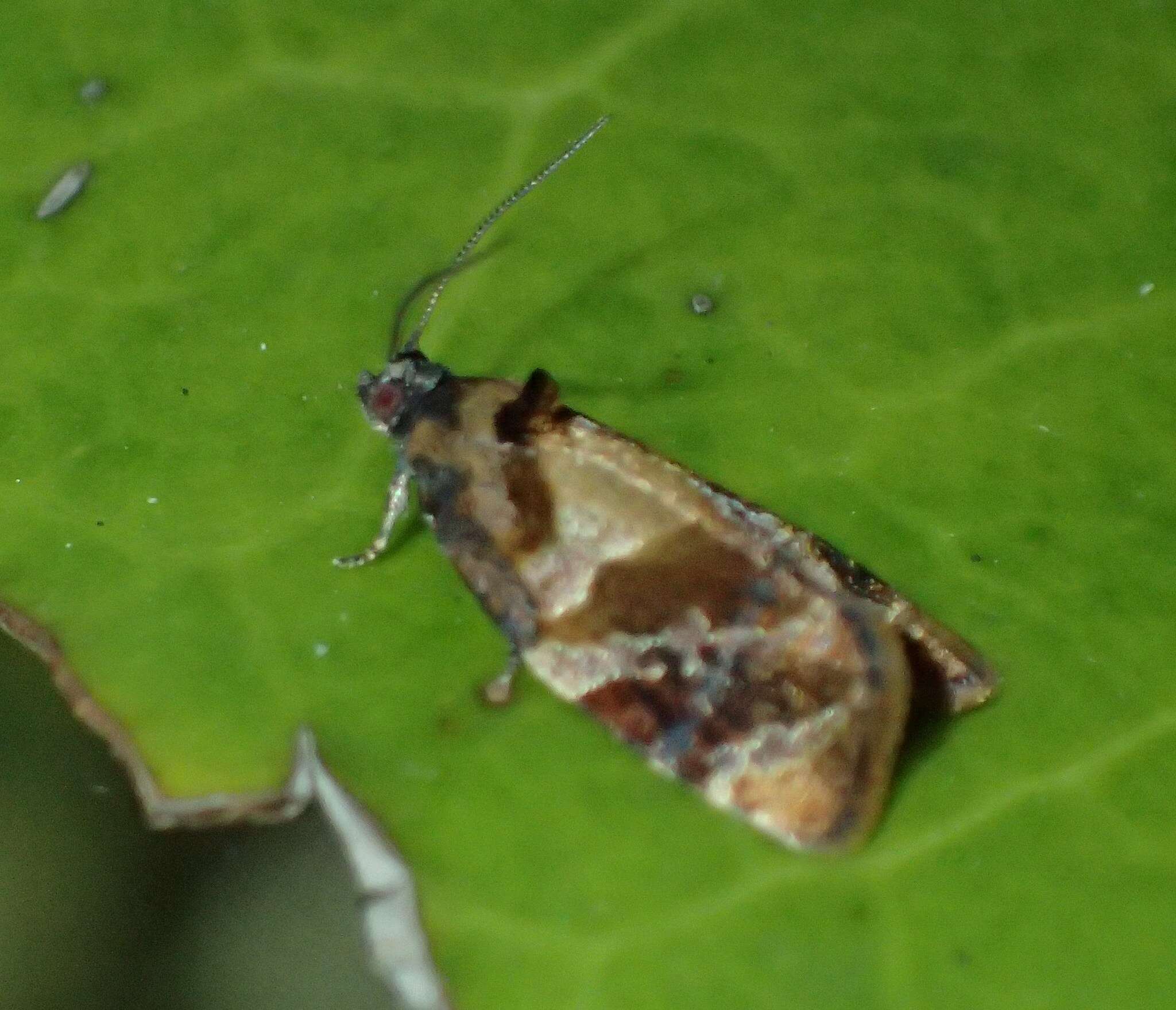 Image of red-barred tortrix