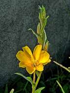 Sivun Oenothera stricta subsp. stricta kuva