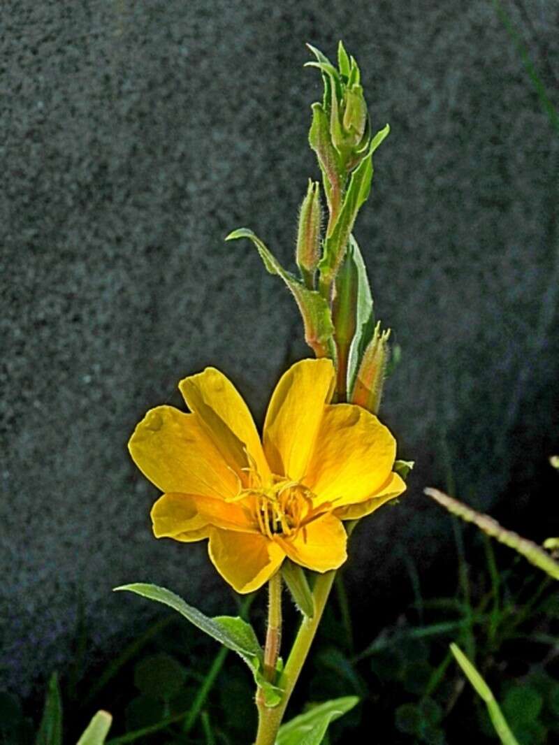 Sivun Oenothera stricta subsp. stricta kuva