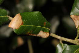 Phyllonorycter messaniella (Zeller 1846)的圖片