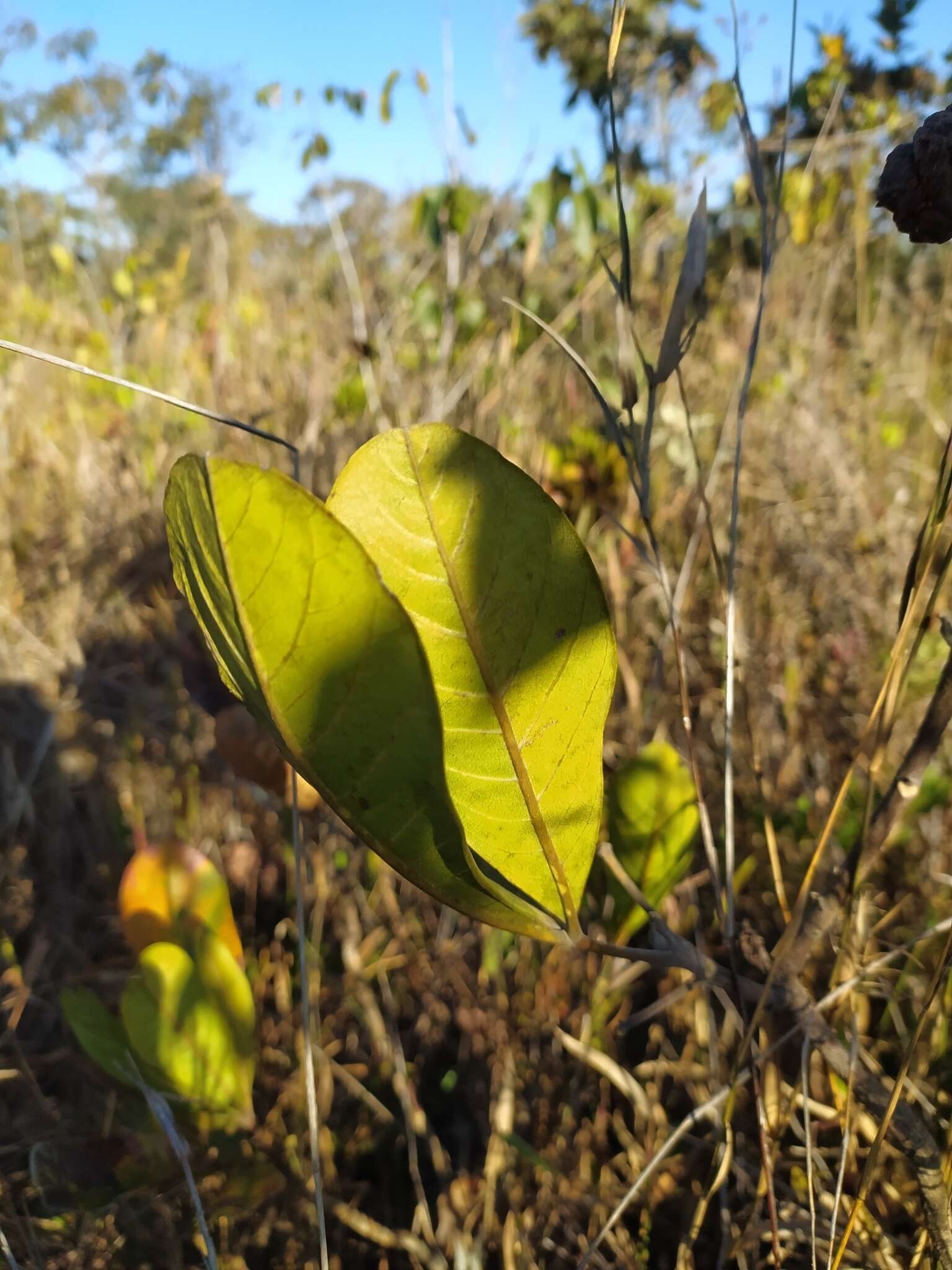 Image of Protium ovatum Engl.