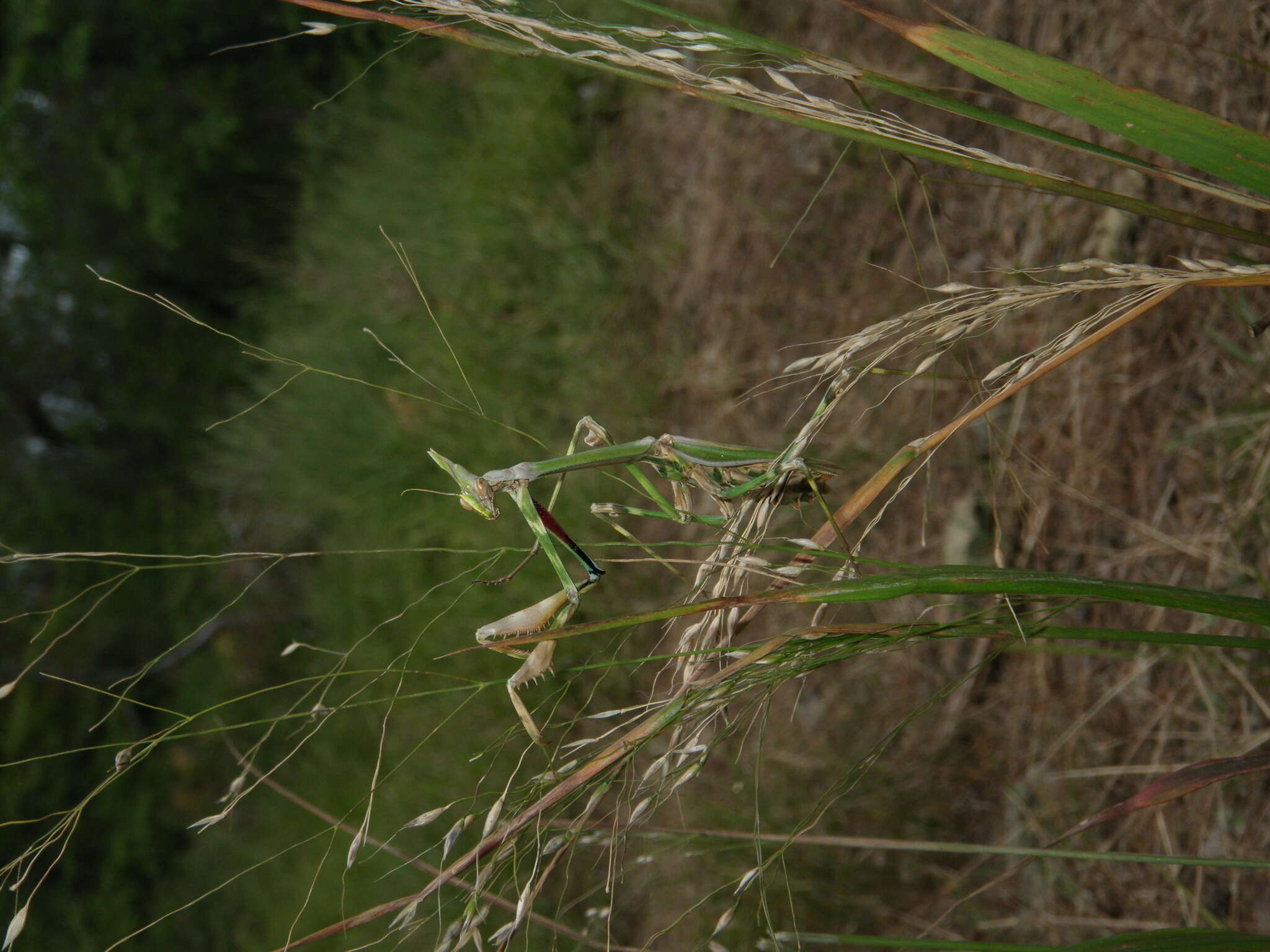 Image de Empusa pennicornis Pallas 1773