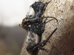 Image of Pogonocherus dimidiatus Blessig 1872