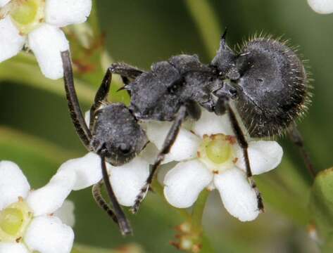 Image of Polyrhachis schistacea (Gerstaecker 1859)