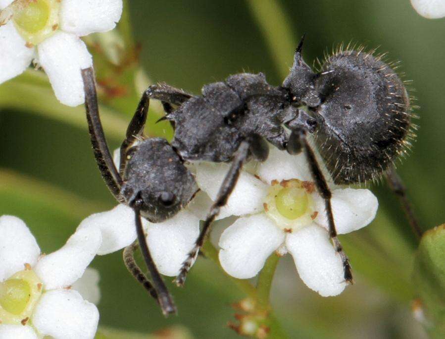 Image de Polyrhachis schistacea (Gerstaecker 1859)