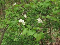 Imagem de Crataegus pruinosa var. gattingeri (Ashe) Lance