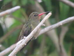 Plancia ëd Hylocharis chrysura (Shaw 1812)