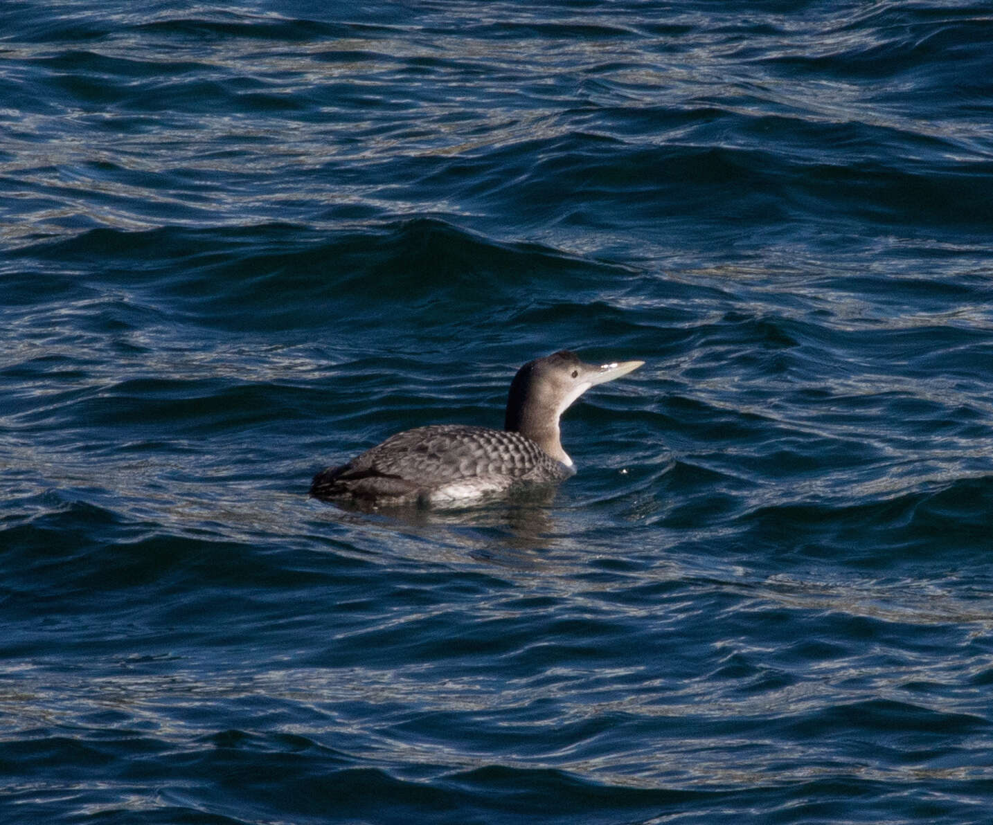 Image of White-billed Diver