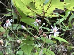 Image of wavyleaf aster