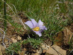 Image de Pulsatilla bungeana C. A. Mey. ex Ledeb.