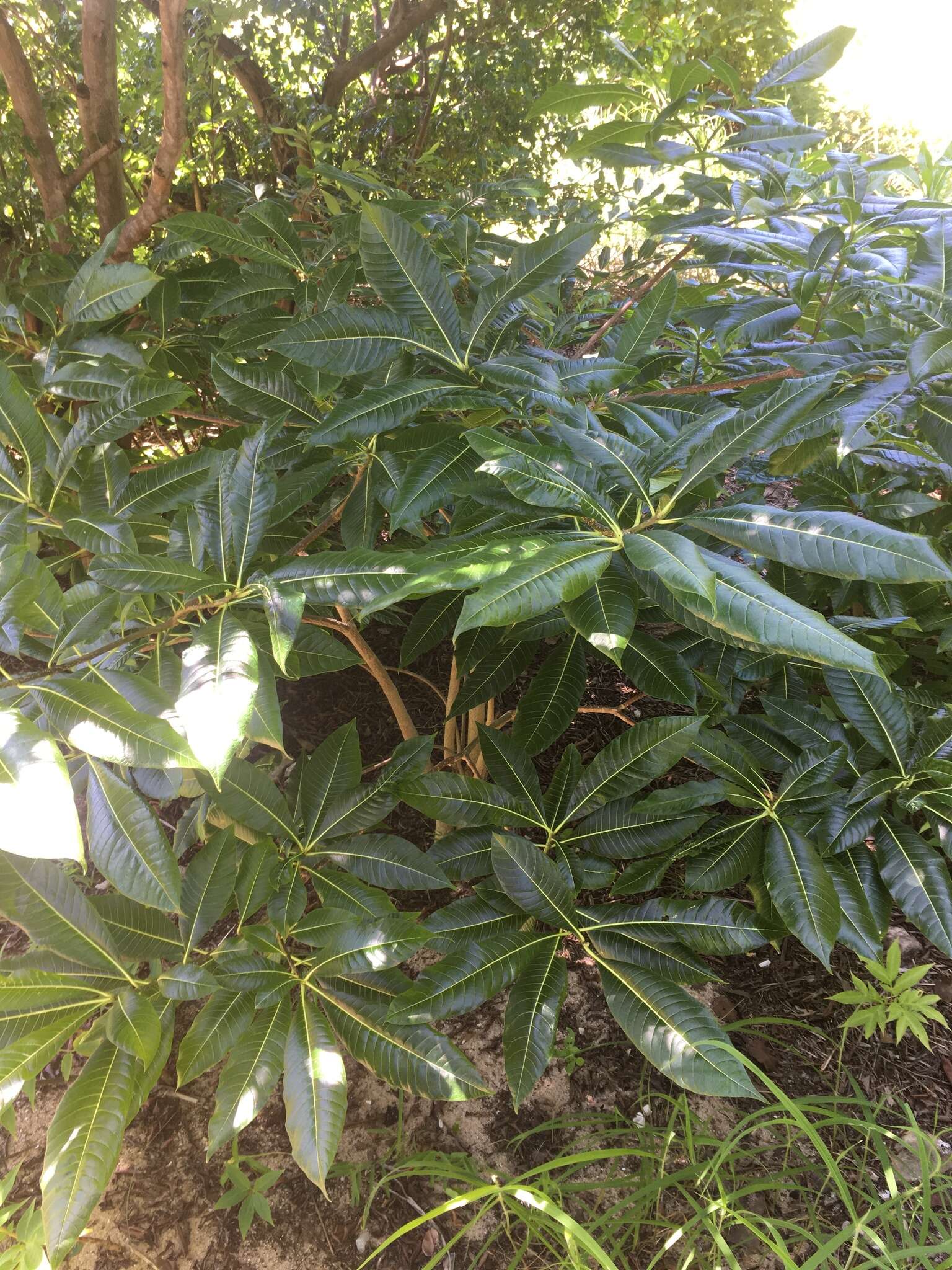 Image de Strophanthus boivinii Baill.