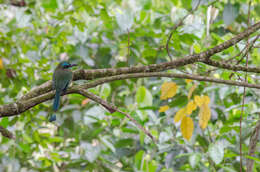 Image of Keel-billed Motmot