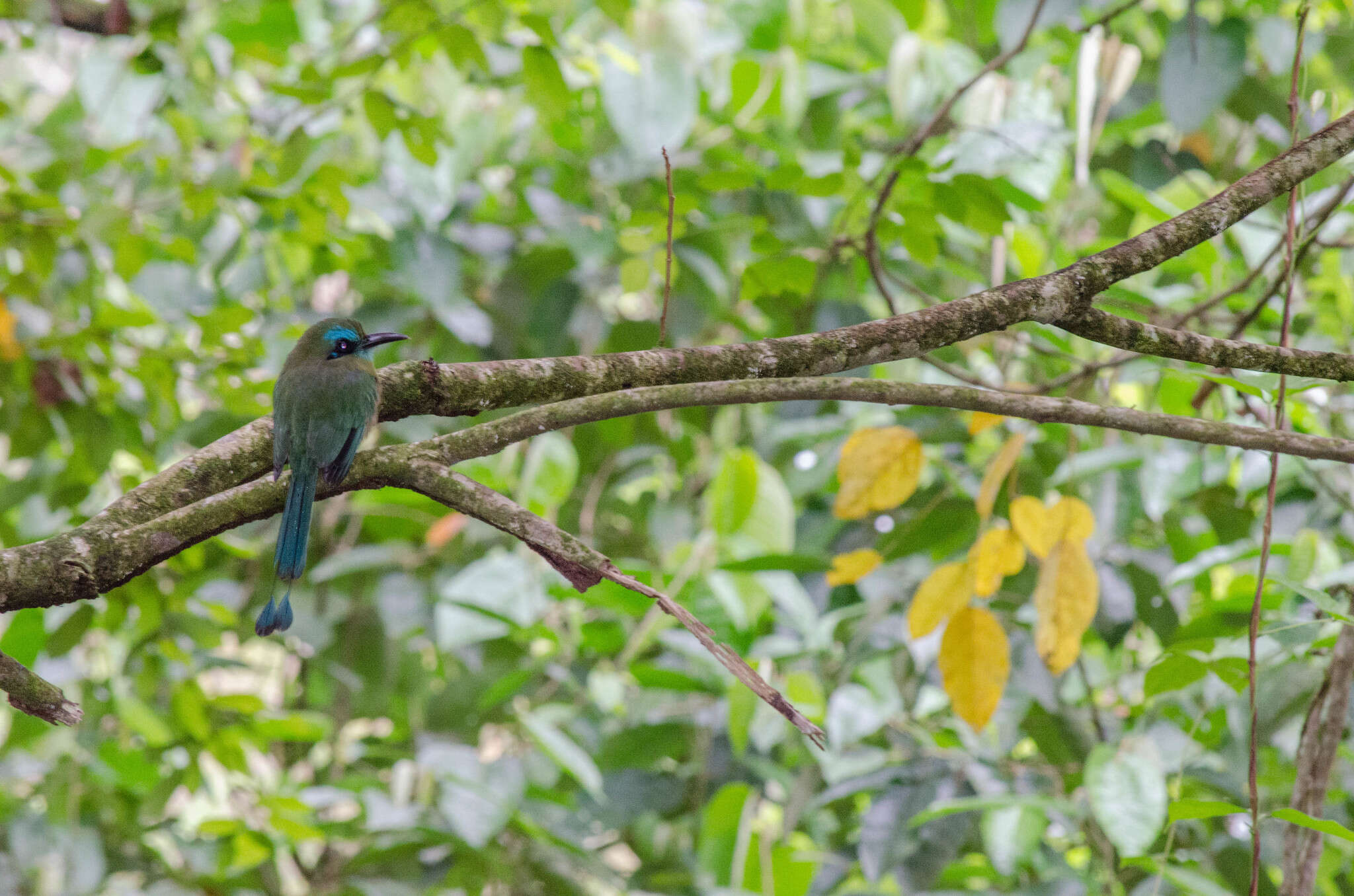 Image of Keel-billed Motmot