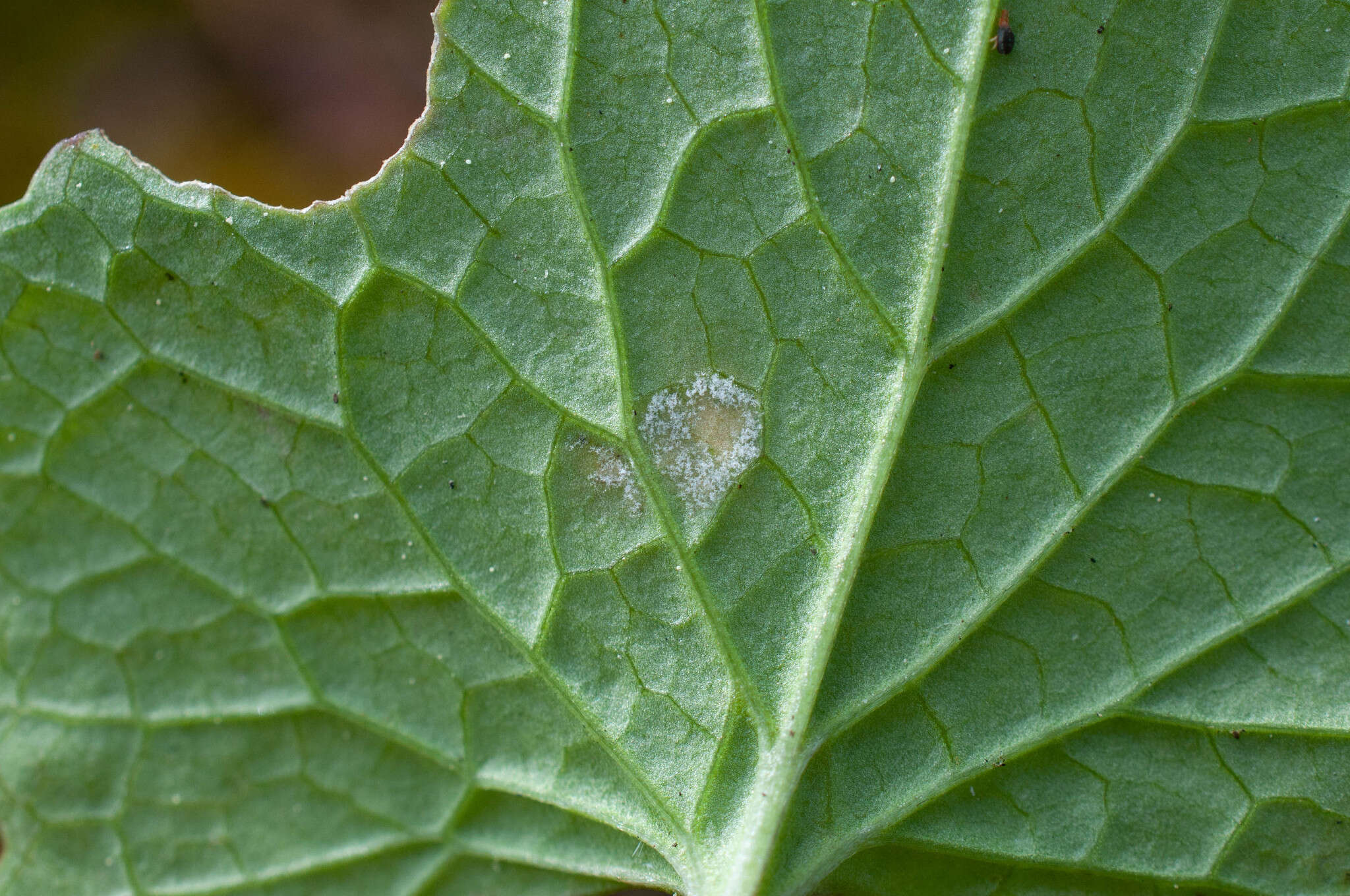 Image of Hyaloperonospora niessliana (Berl.) Constant. 2002