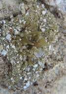 Image of collared sand anemone