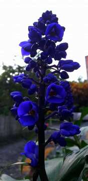 Image of Blue ginger