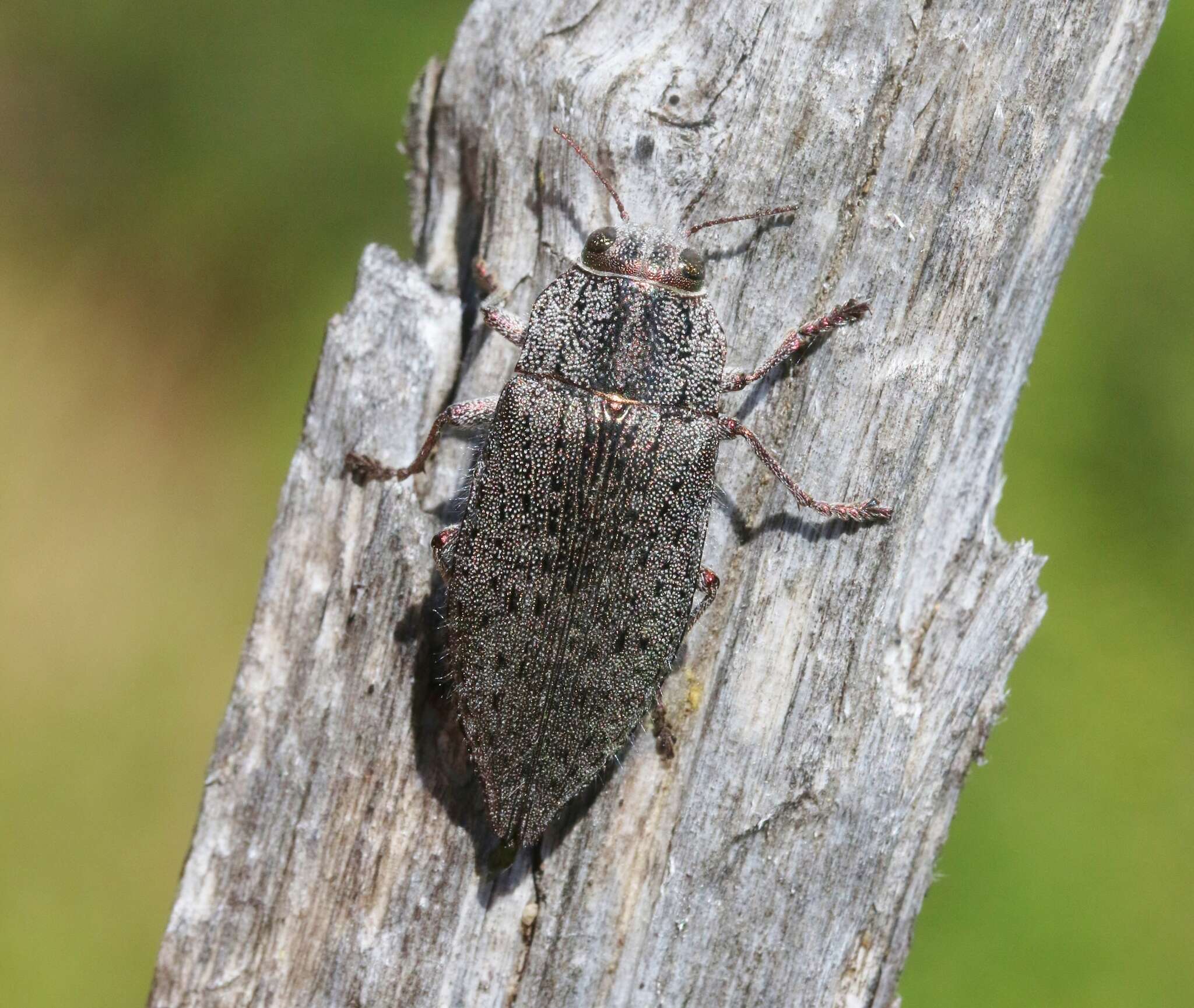 Image of Dicerca hornii Crotch 1873