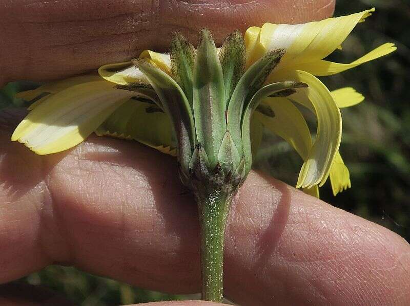 Image of Microseris lanceolata (Walp.) Sch. Bip.