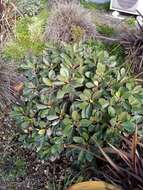 Image of Pachystegia rufa B. P. J. Molloy