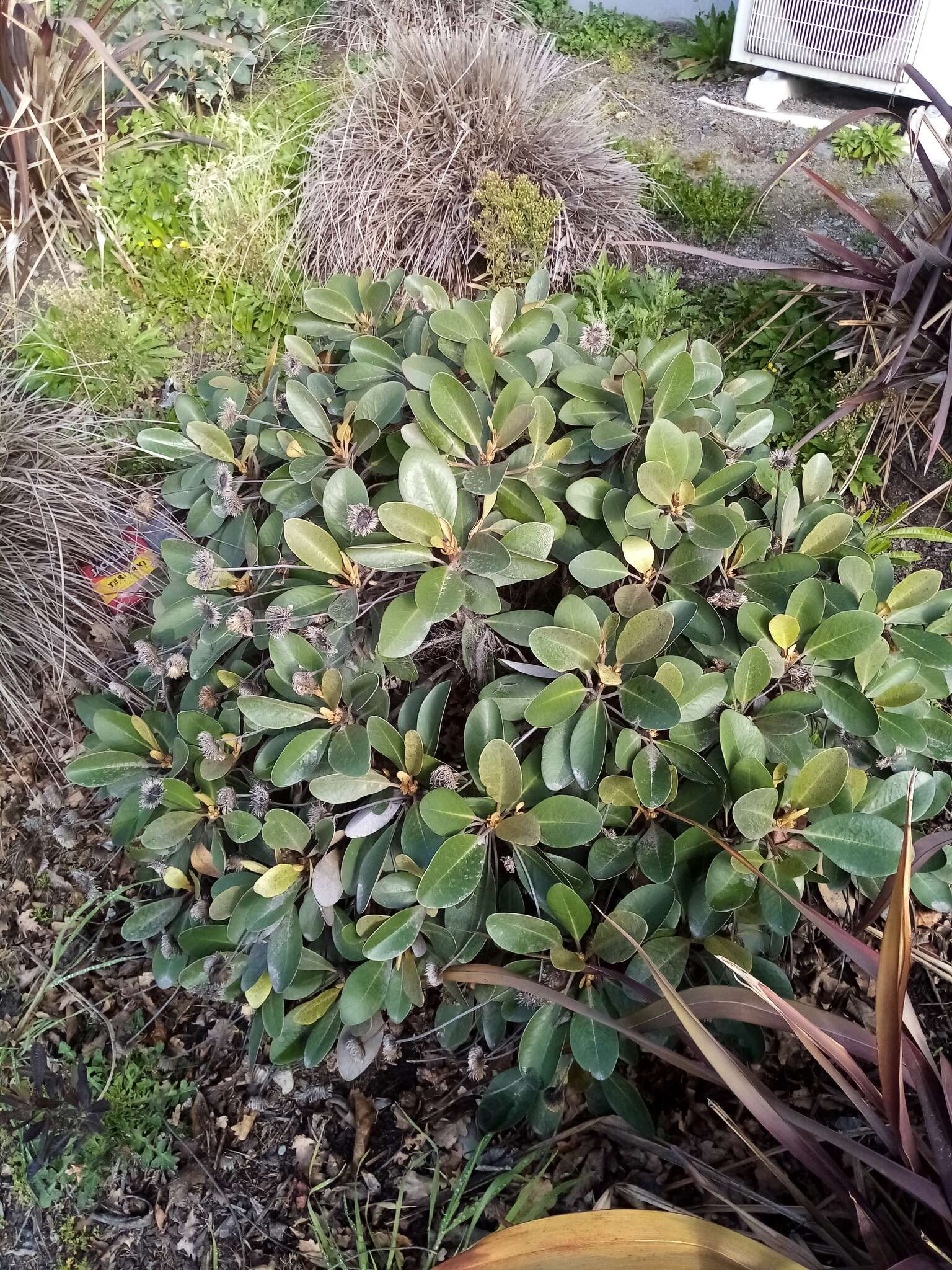 Image of Pachystegia rufa B. P. J. Molloy