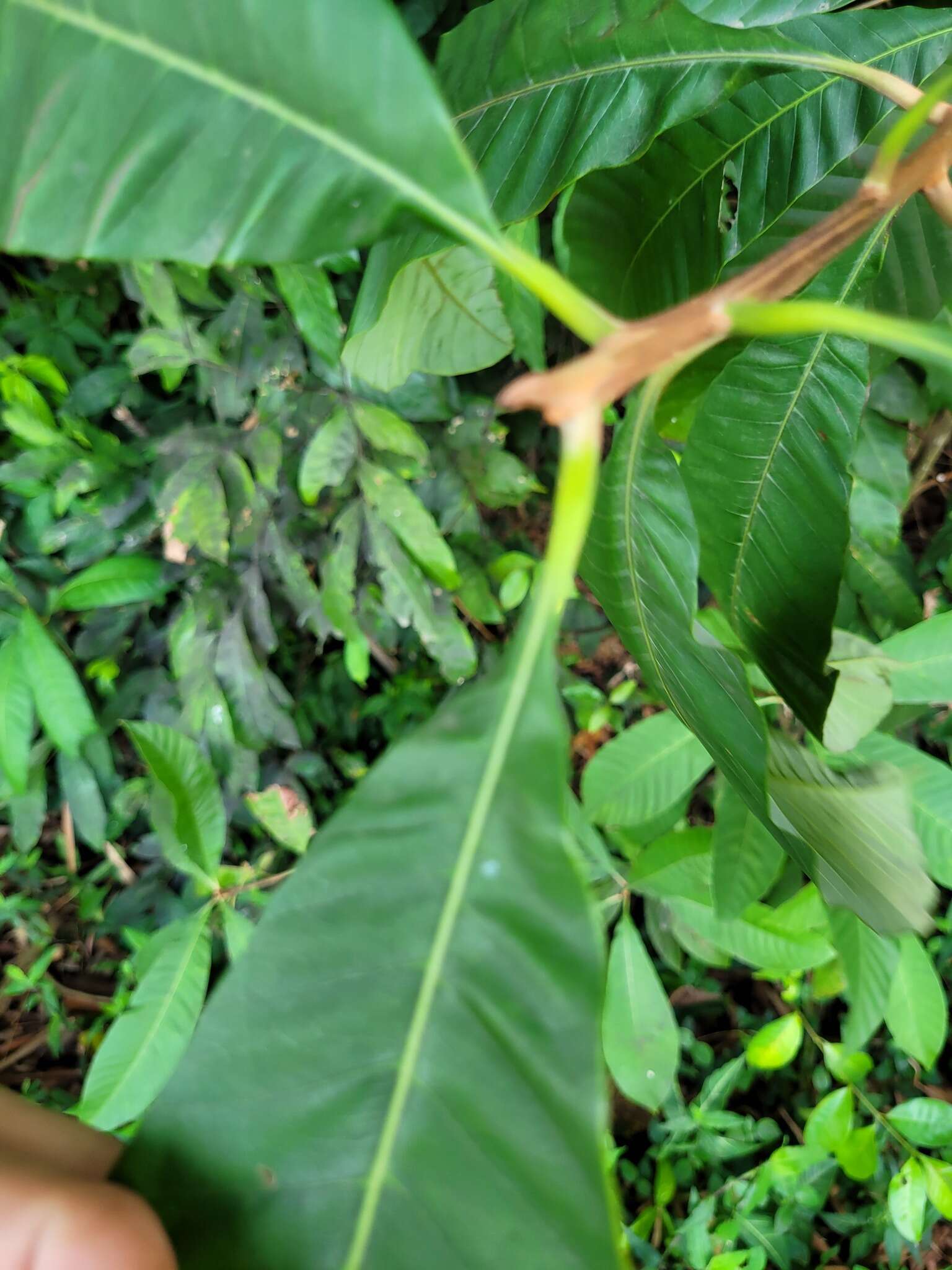 Image of Pouteria macrophylla (Lam.) Eyma