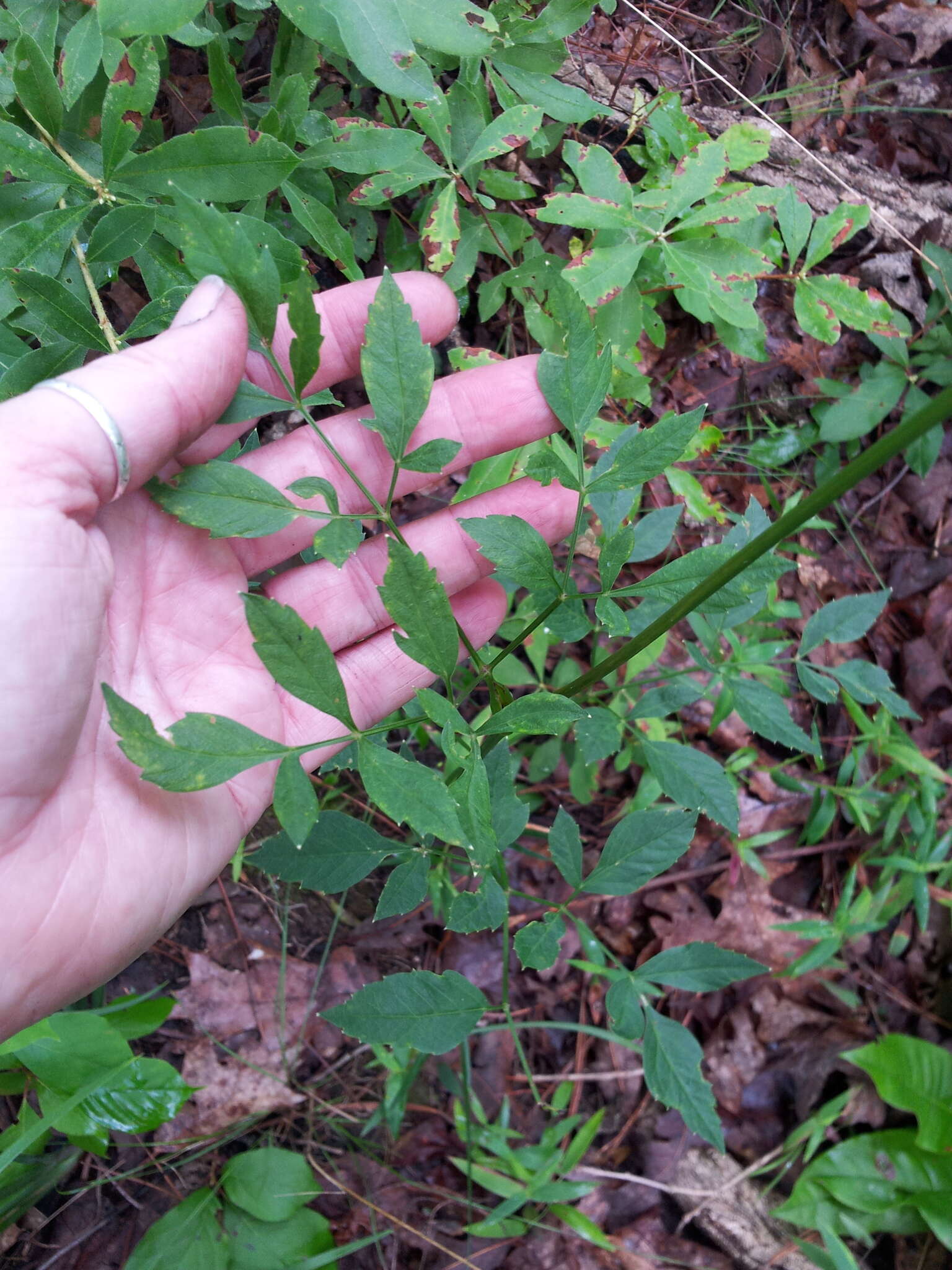 Image of Canadian Wild Lovage