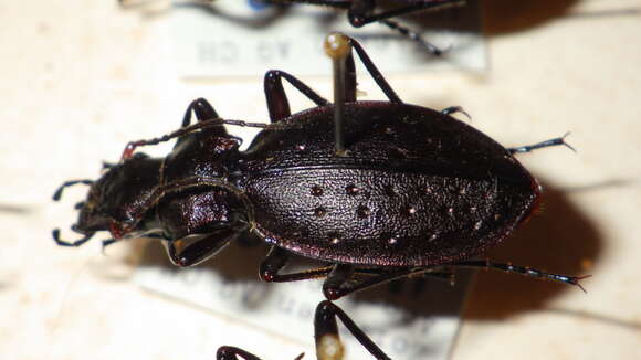 Image of Carabus (Platycarabus) irregularis Fabricius 1792