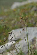 Image of darkbrown sedge