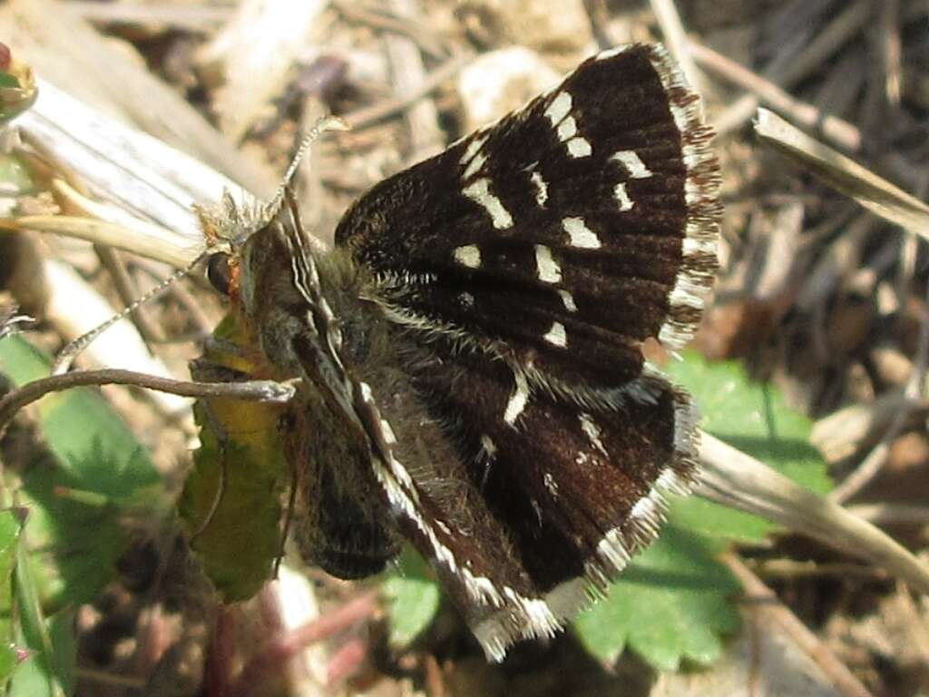 Image de Pyrgus maculatus Bremer & Grey 1853