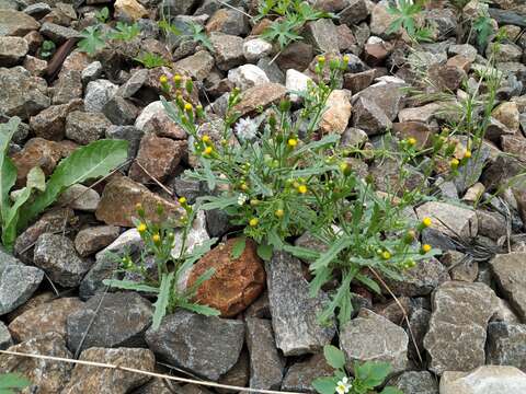 Image of Senecio dubitabilis C. Jeffrey & Y. L. Chen