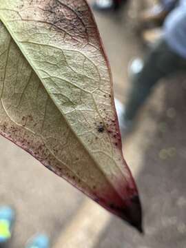 Imagem de Pseudocercospora nandinae (Nagat.) X. J. Liu & Y. L. Guo 1992