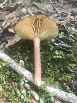 Image of Lactarius lignyotus Fr. 1857