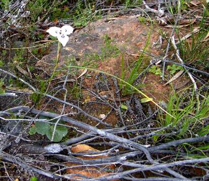 Image de Moraea barnardii L. Bolus