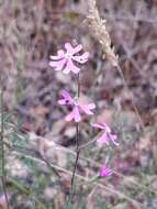 صورة Silene scabriflora Brot.