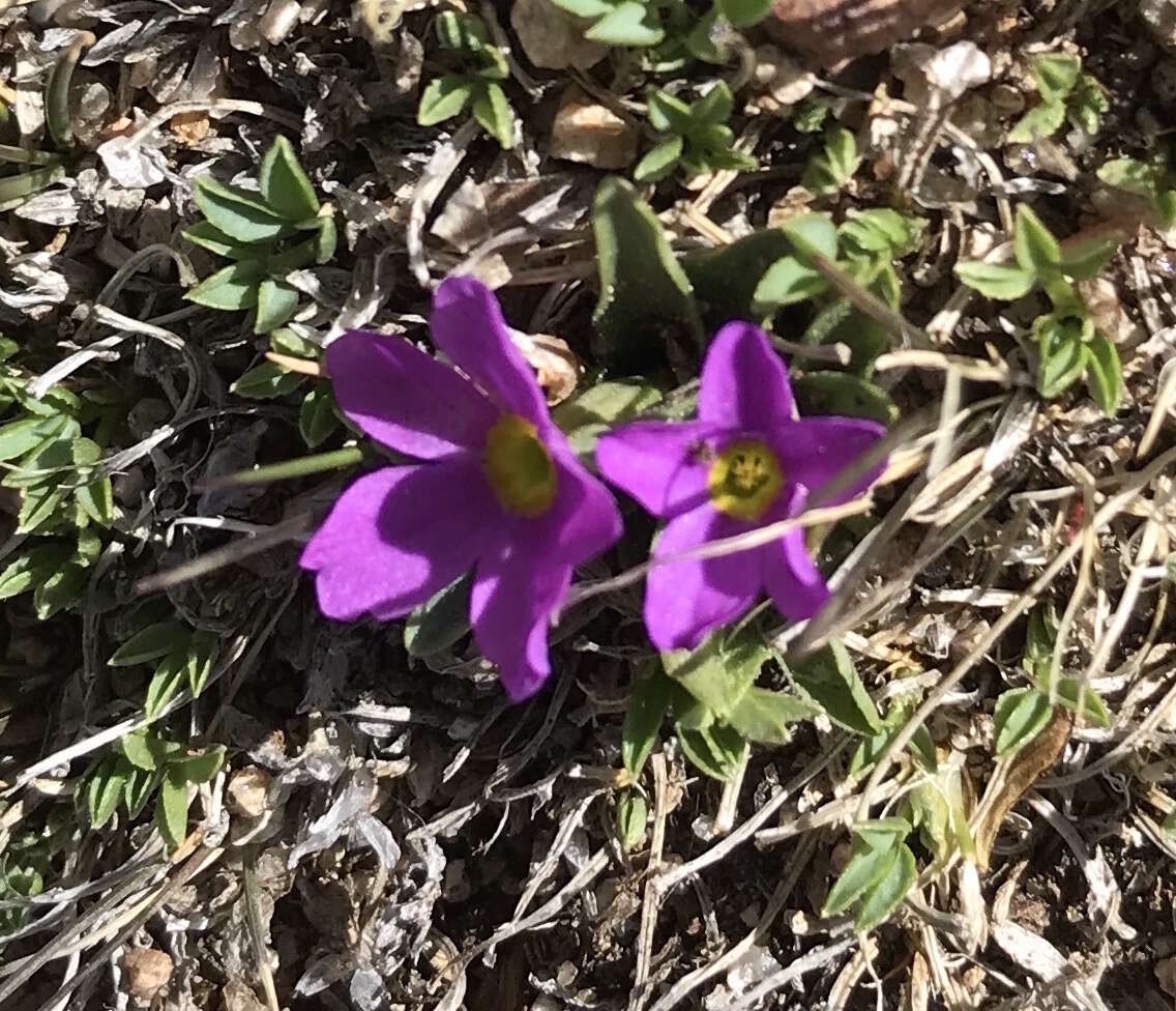 Image of alpine primrose