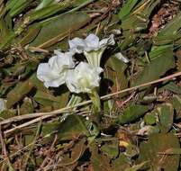 Image of Ruellia morongii Britton